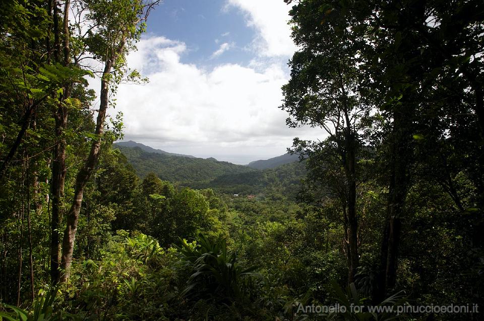 DOMINICA - Morne Trois Pitons National Park.jpg